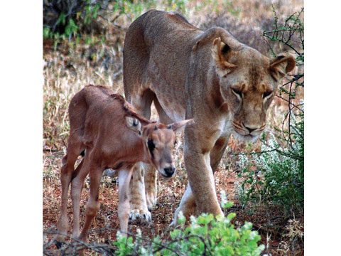 The Lioness and the Baby Oryx