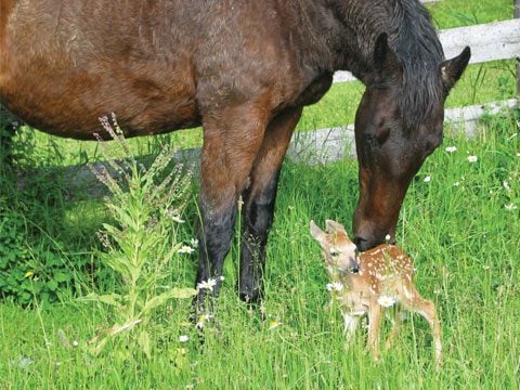 The Mare and the Fawn