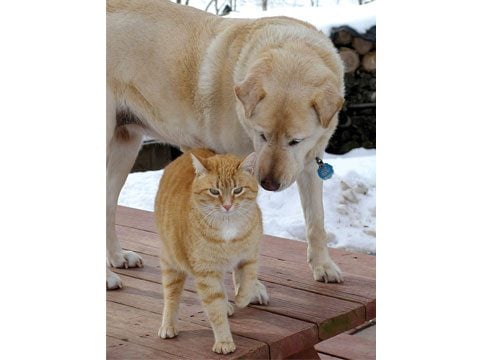 The Seeing-Eye Cat and the Blind Dog