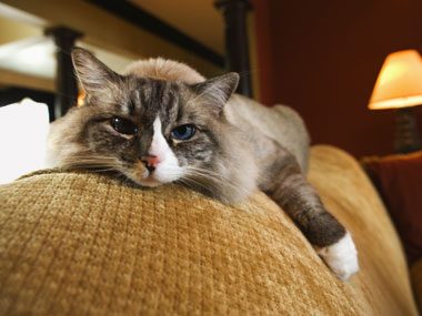 how-to-break-6-bad-pet-habits-06-cat-couch-sl.jpg