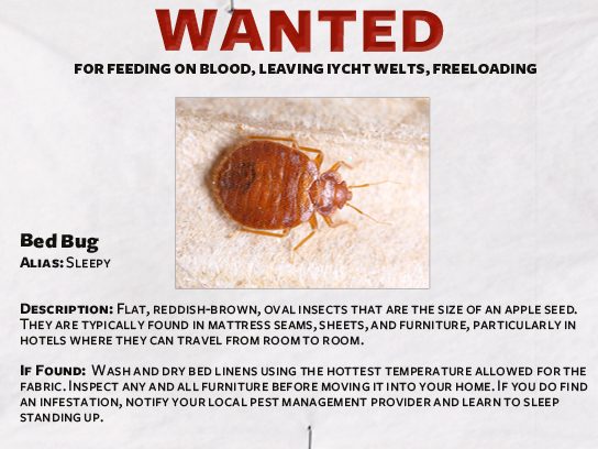 Bedbugs Photos : Bed Bug Funny