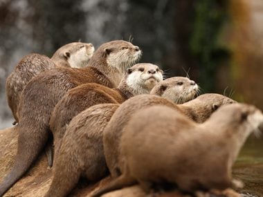 animal otters funny names group raft groups