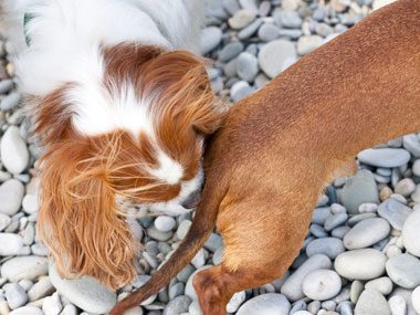 A dog's unique smell is secreted in its glands.