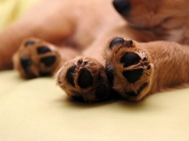 Dogs only have sweat glands in their paws.