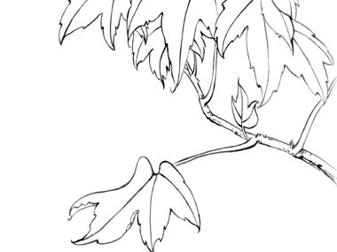 line drawing of leaves