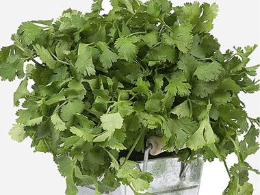 How to grow your own Herbs-Coriander