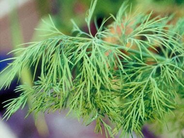 How to grow your own Herbs-Dill