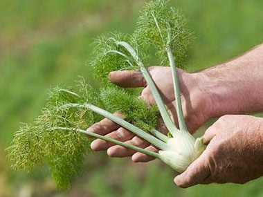 How to grow your own Herbs-Fennel