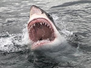 Jaws-anniversary-shark-pa.jpg
