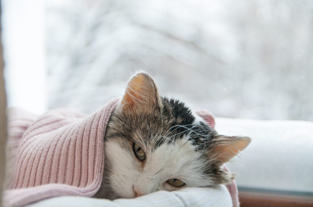 Silent Signs Cat Is Sick Even If It Seems Healthy Readers Digest