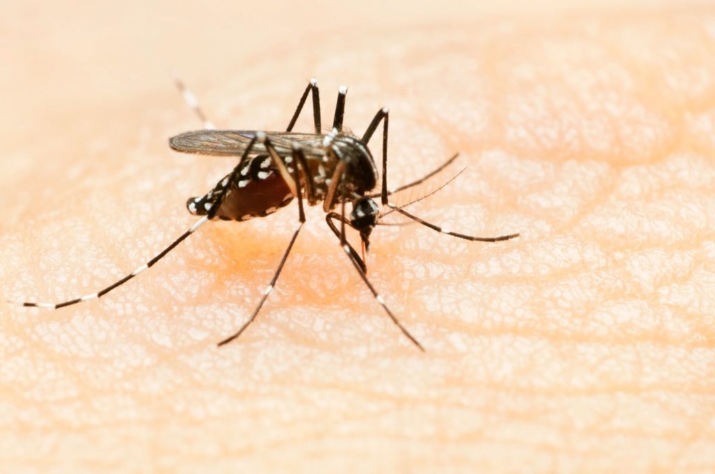 How to Avoid Getting Bitten By a Zika Virus Mosquito