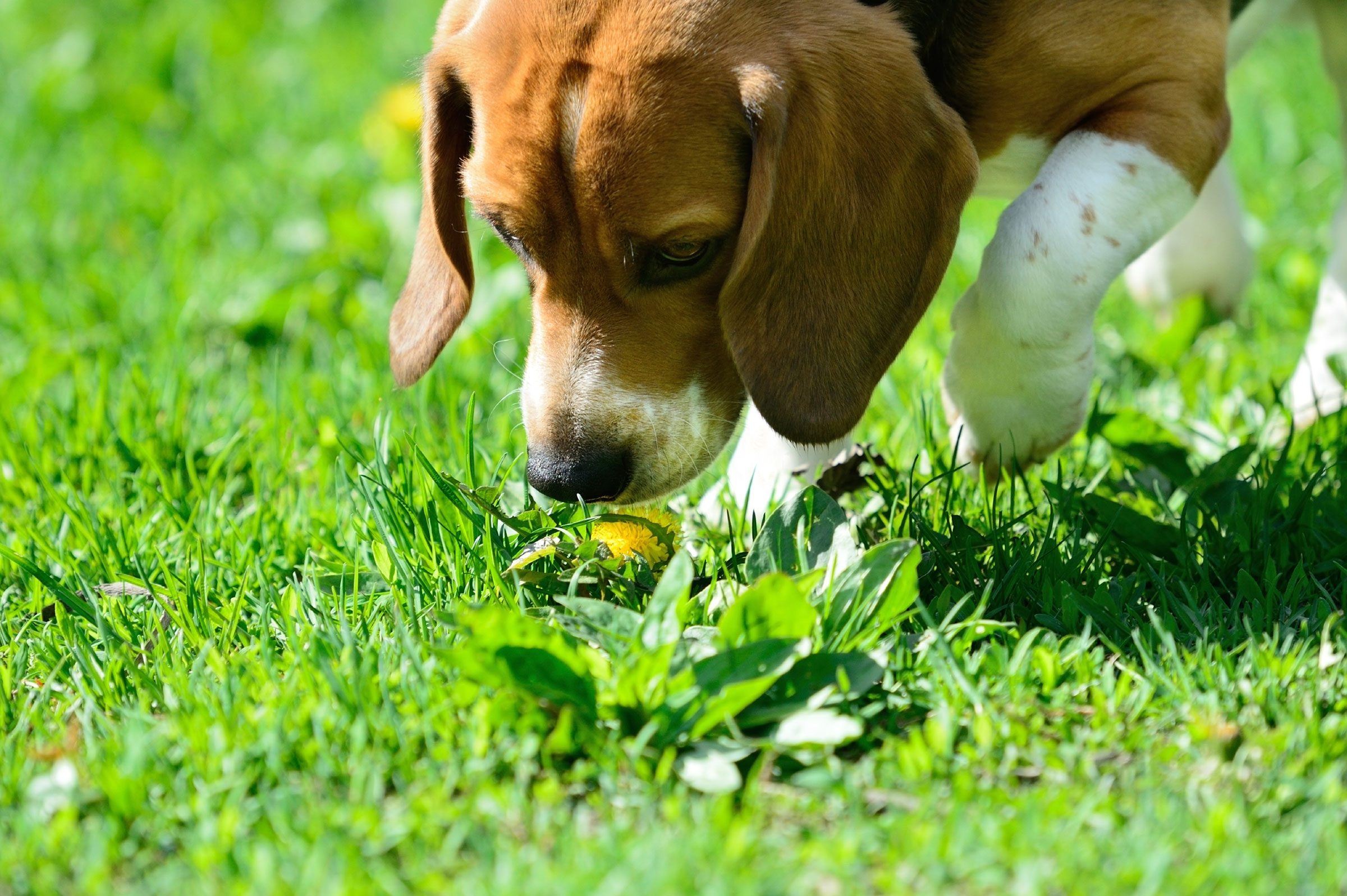 How to Train Your Puppy: 5 Things to Train First | Reader's Digest