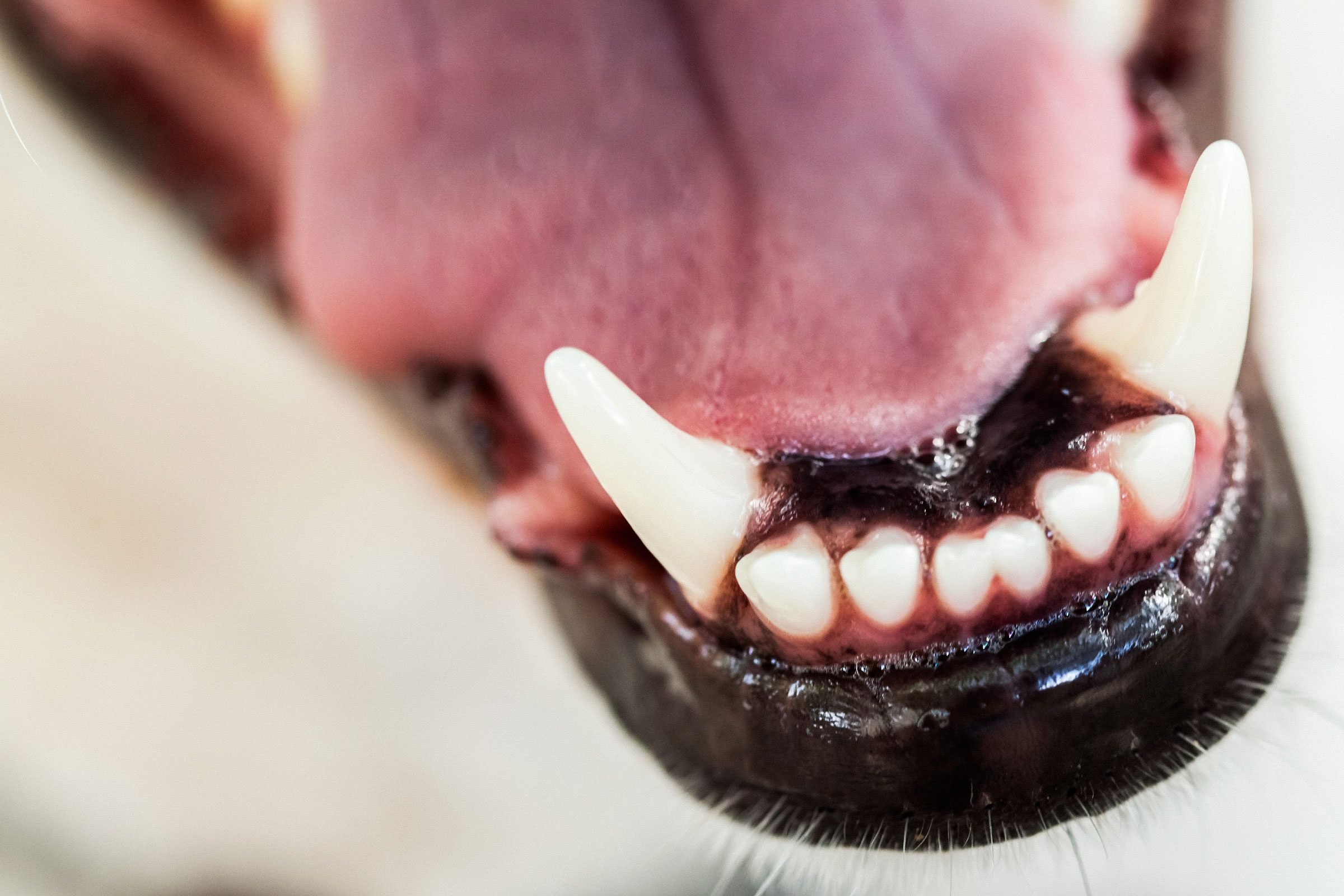 Do dogs' teeth grow back?