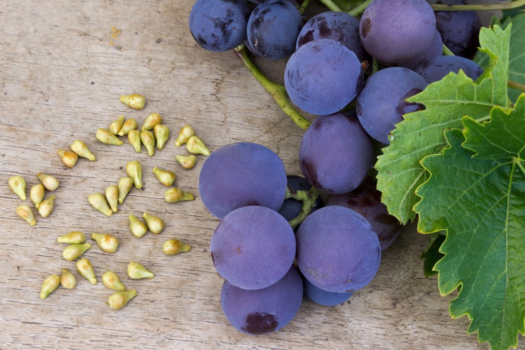 Grape Seed Extract Benefits: How It Heals