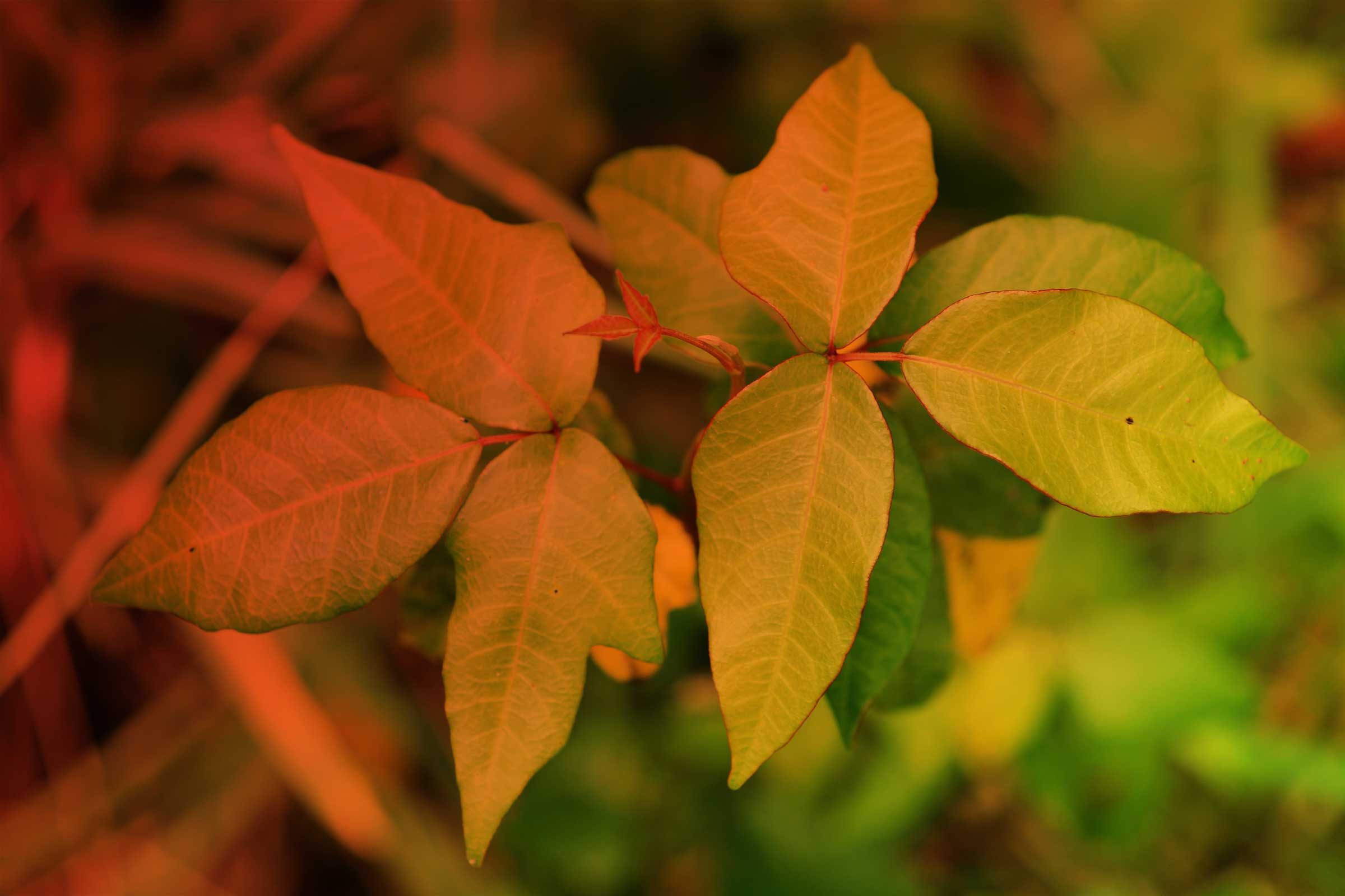 What Does Poison Ivy Look Like? How to ID and Avoid It