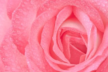 Rose Skin Care: The Benefits of Using Roses for Your Skin - Reader's Digest - 웹