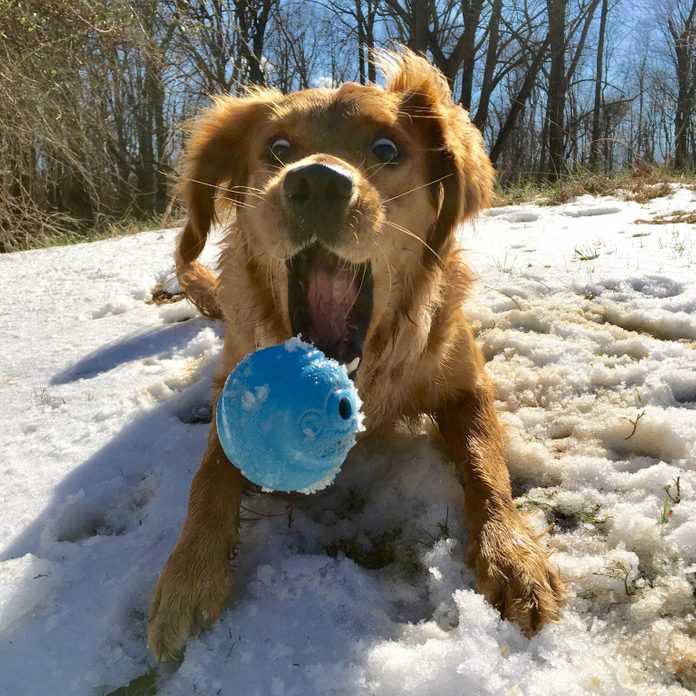 Dog playing fetch in the snow