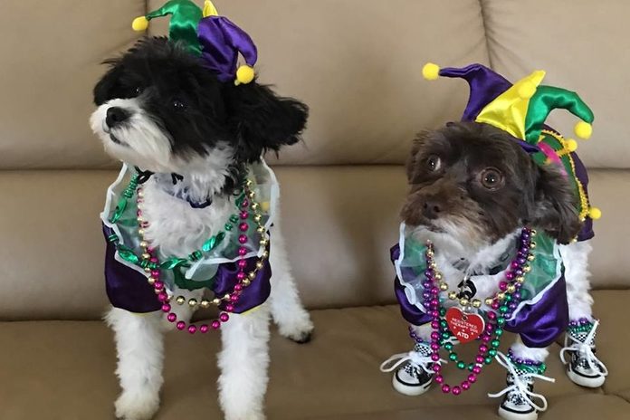 Two black and white dogs dressed in Mardi Gras attire