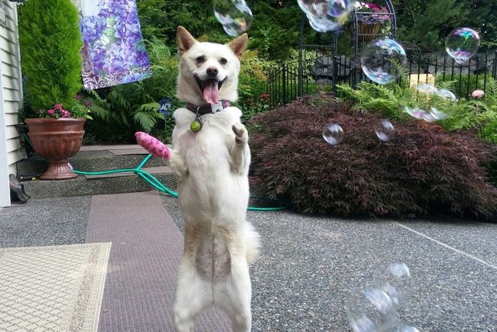 Dog standing on hind legs looking at bubbles