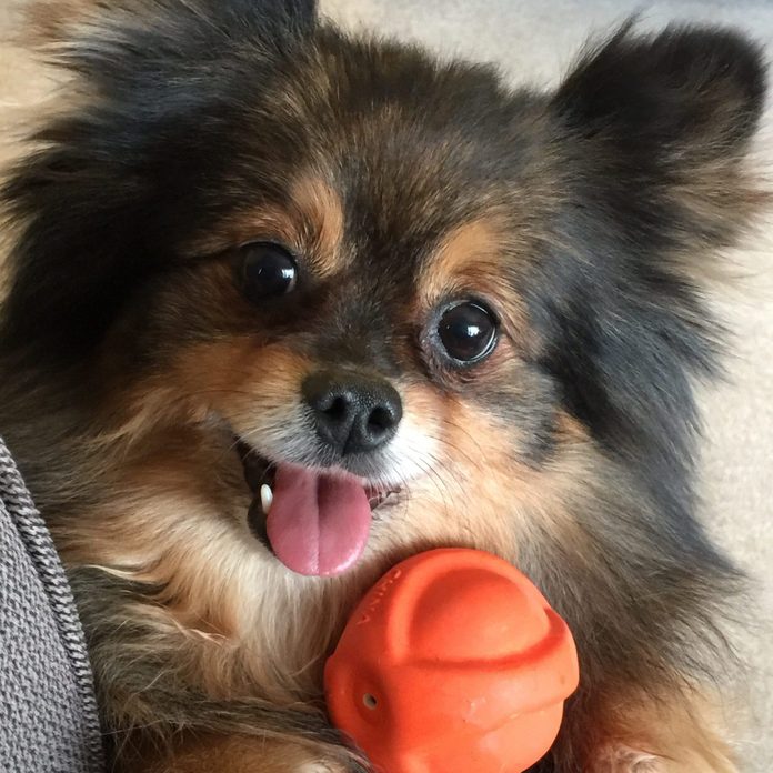 Pomeranian posing with orange ball