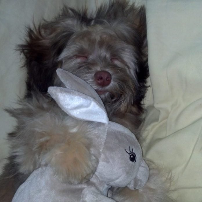 Dog cuddling stuffed rabbit
