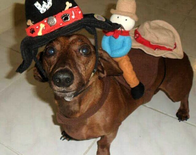 Dog dressed in hat
