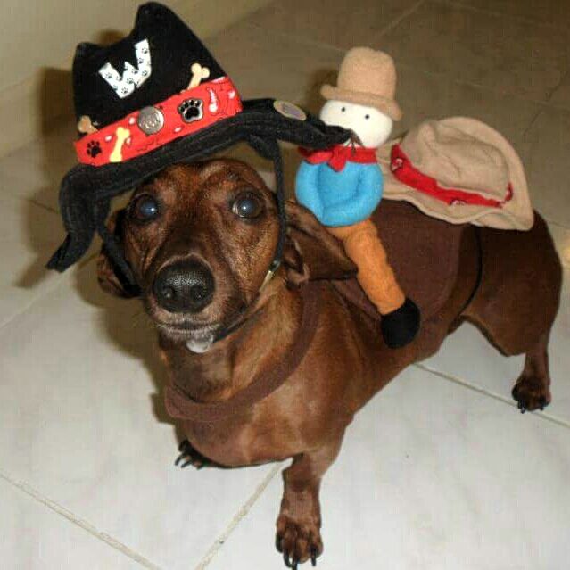 Dog dressed in hat