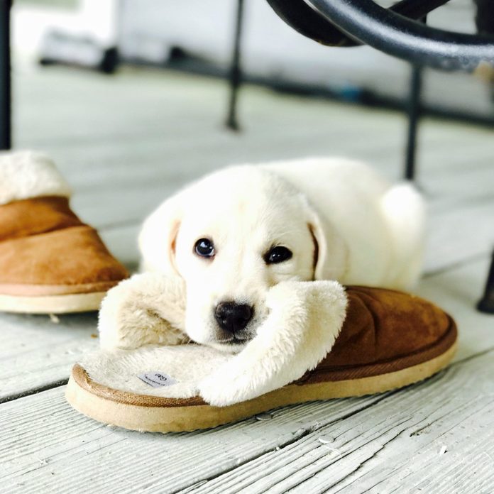 White puppy resting on a slipper