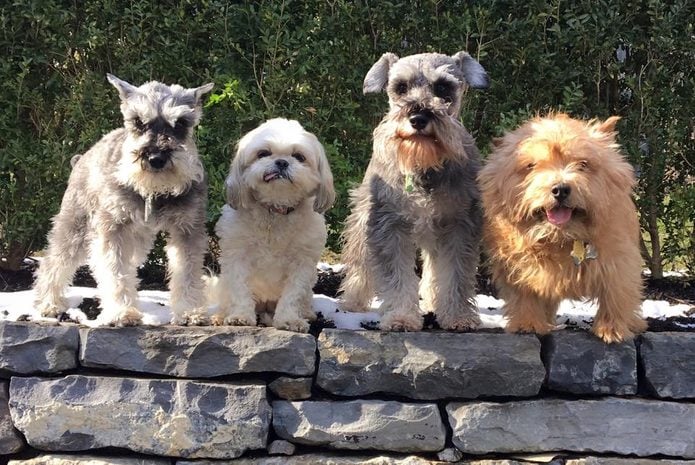 Four cute dogs standing on stones
