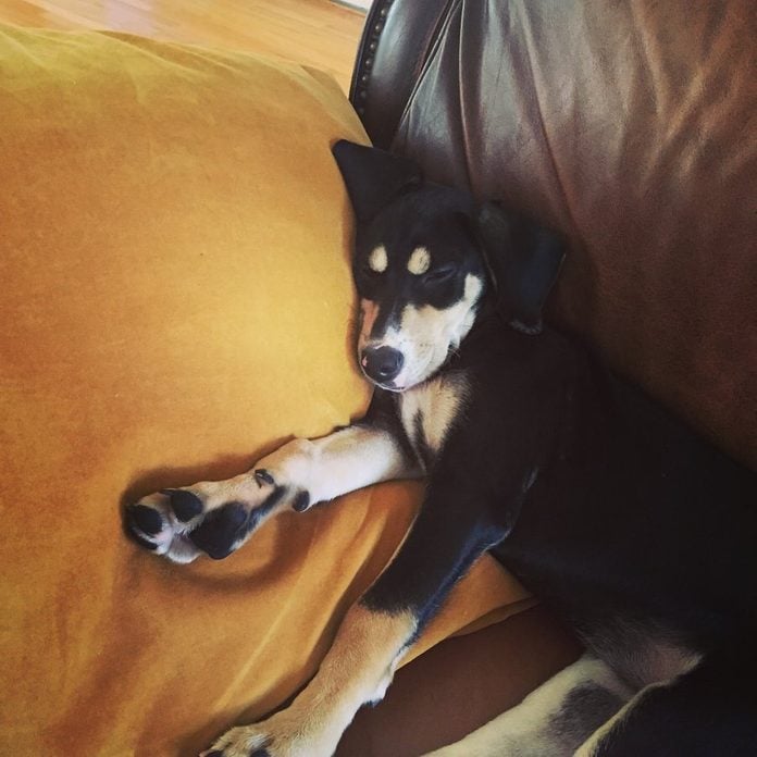 Dog napping on the couch