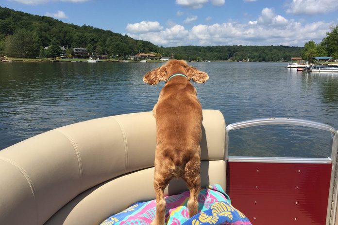 Cocker Spaniel on a boat