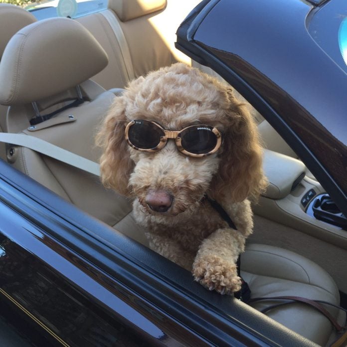Dog sitting in convertible with sunglasses