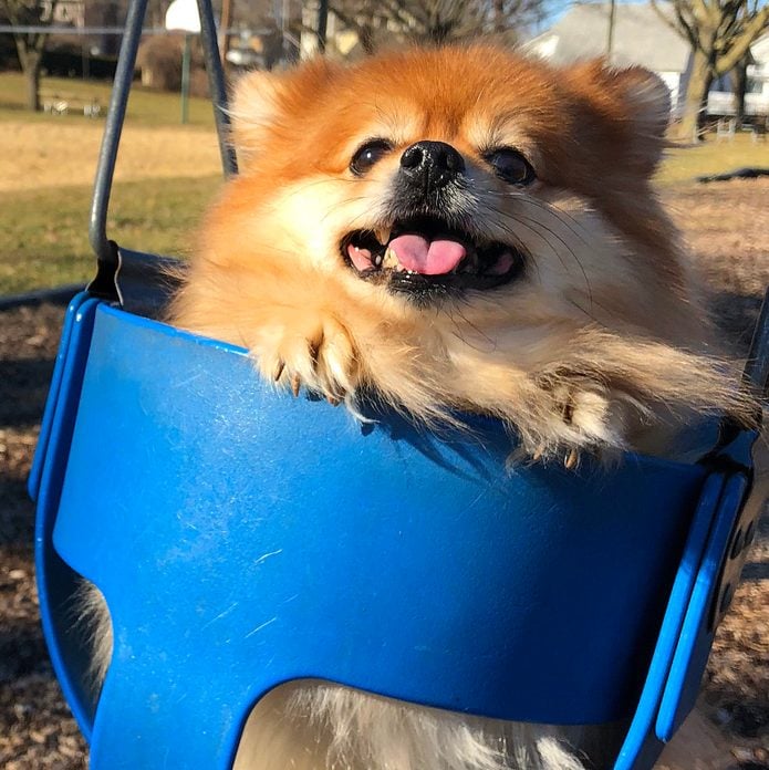 Dog in a blue swing