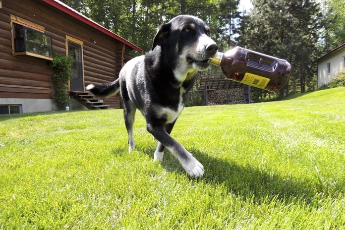 Dog carrying bottle of alcohol