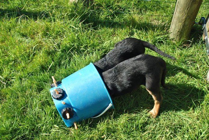 Two dogs stuck in a barrel