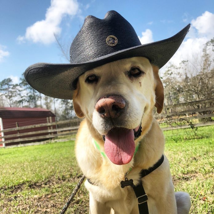 Yellow lab with a cowboy hat