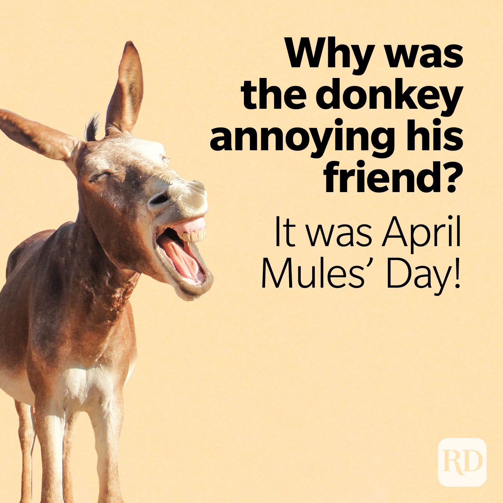 Image of donkey with text: Why was the donkey annoying his friend? It was April Mules' Day!
