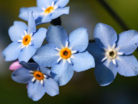 Alpine Forget-Me-Not 