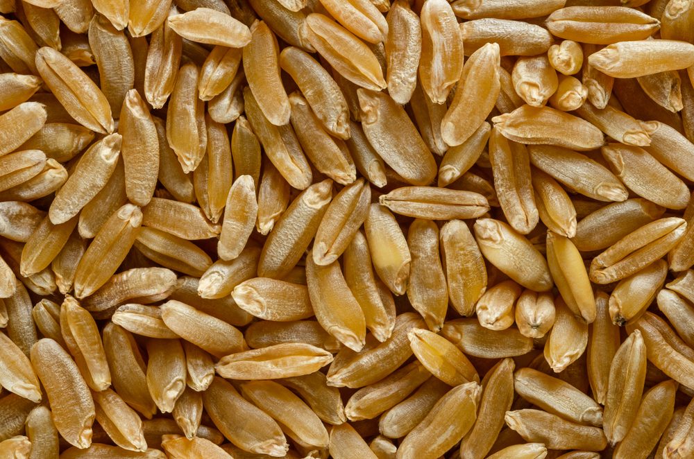 Kamut Khorasan wheat macro photo from above. Grains of Oriental wheat, Triticum turanicum. An ancient recultivated grain from modern-day Iran region, with nutty flavor. Food photo, close up.