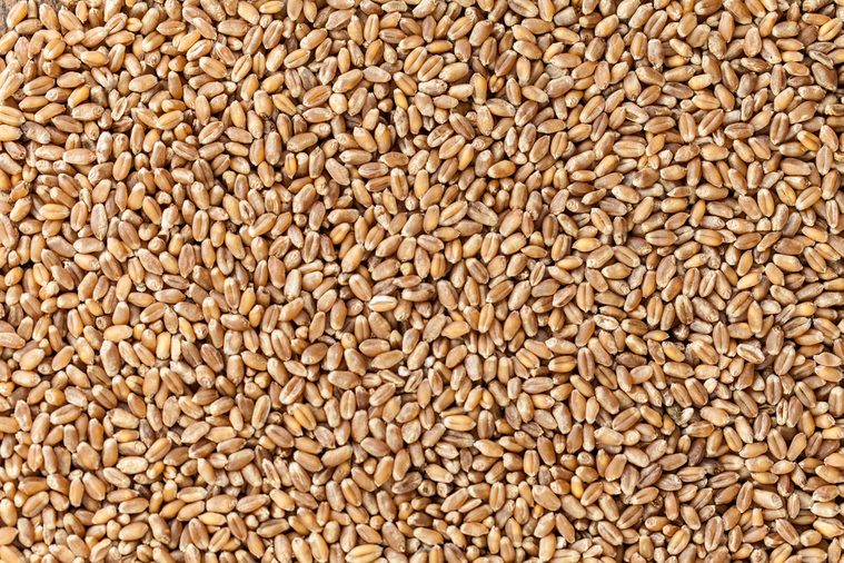 heap of wheat grains close up. Texture for background