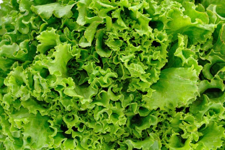 fresh lettuce texture