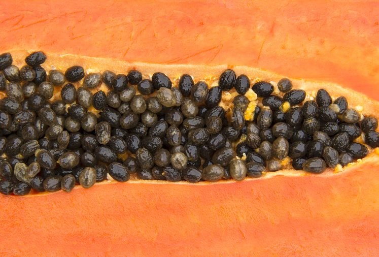 Background Close up Meat in half filled with seeds of Papaya sweet breed name holland.