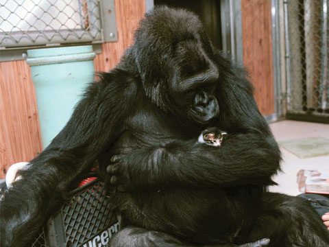 Pictures from Unlikely Friendships: 47 Remarkable Stories from the Animal  Kingdom