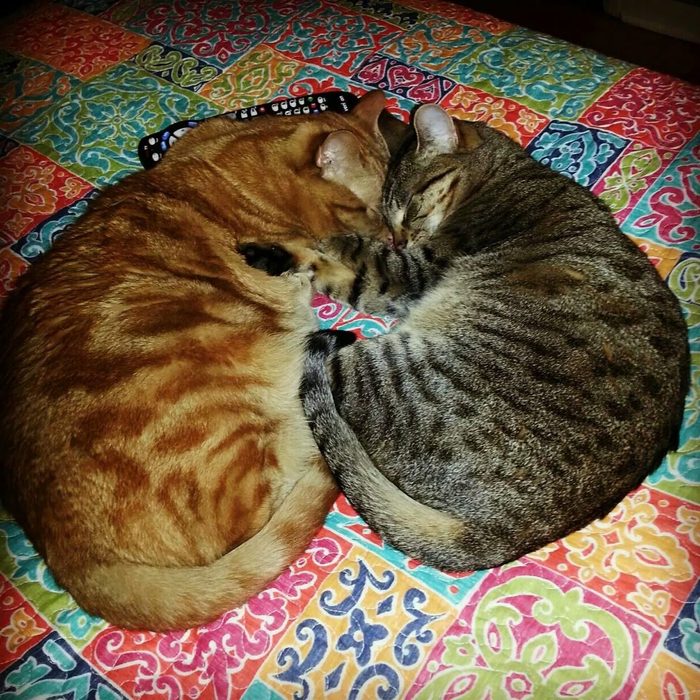 Two cats sleeping in a heart position