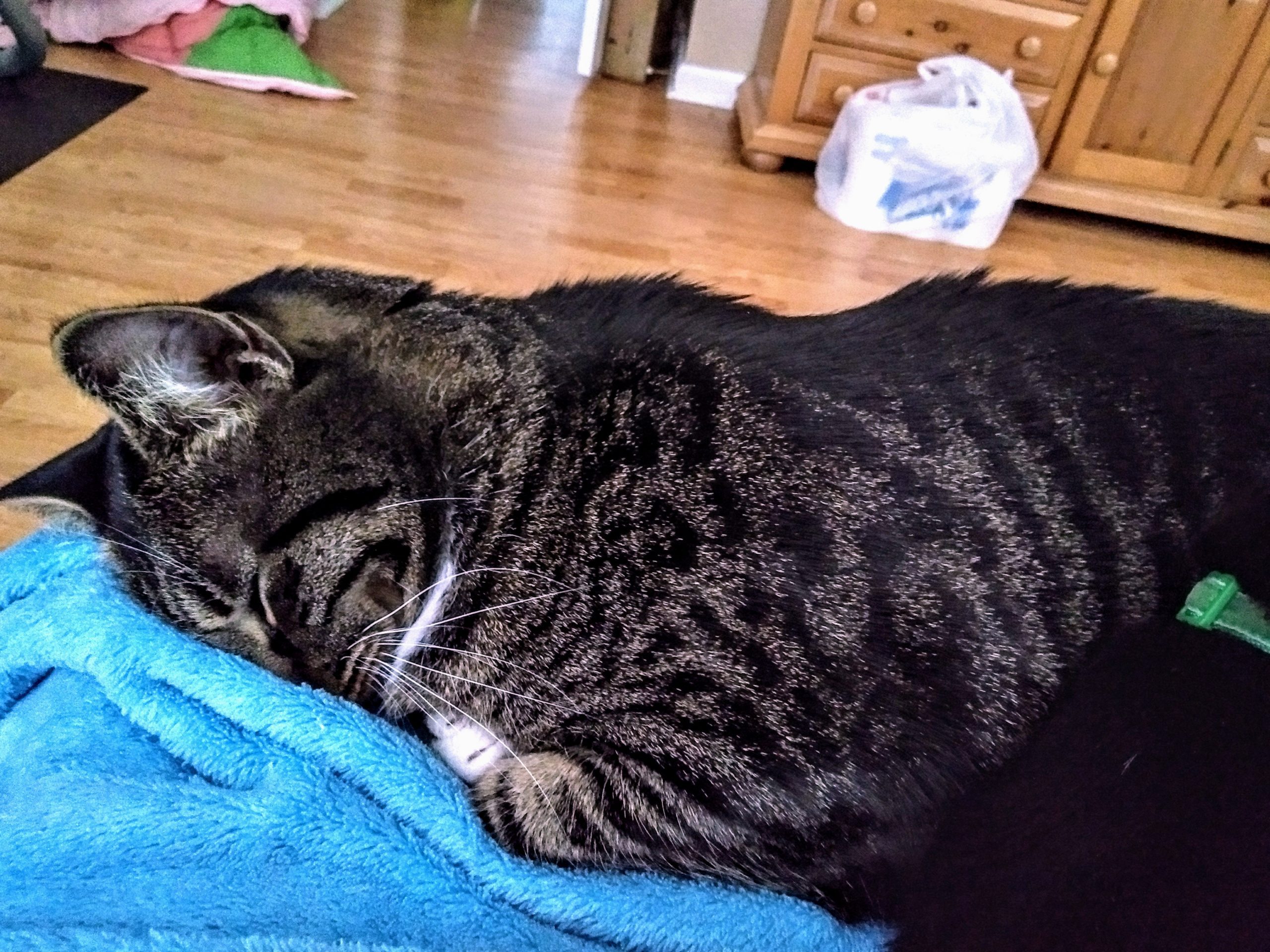 Cat sleeping on blue blanket
