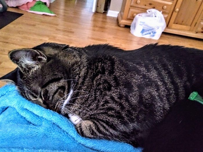 Cat sleeping on blue blanket