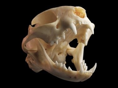 Animal Skulls Like You've Never Seen Them Before
