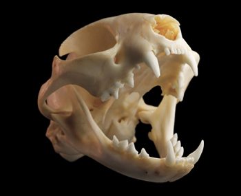 Domestic Cat skull