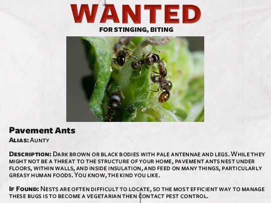 Do-It-Yourself Pest Control: A Funny Guide
