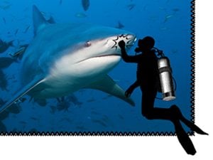 shark and scuba diver